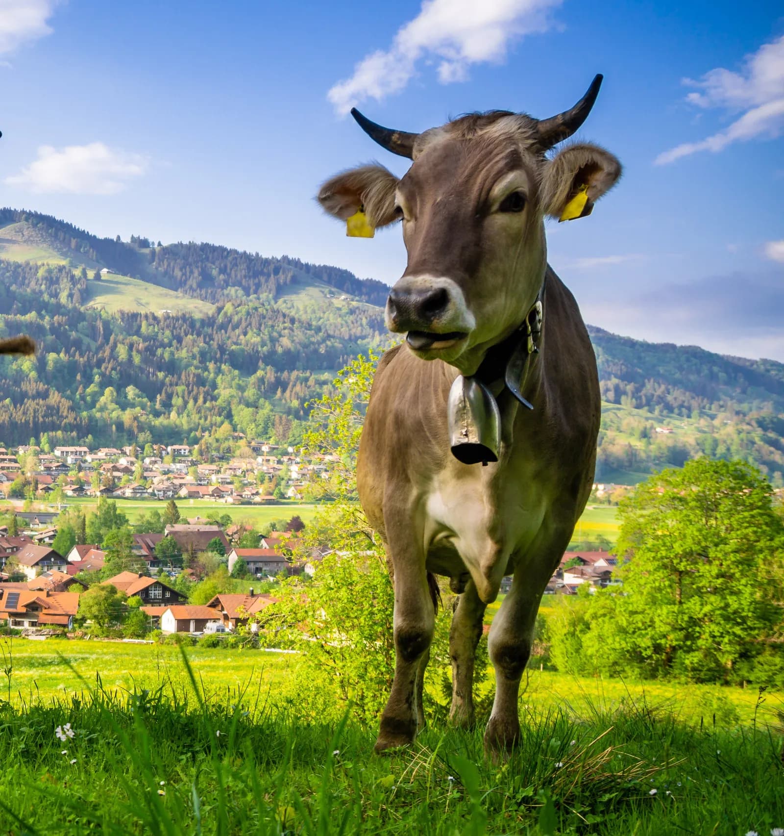 Erlebniswelt Allgäu 1