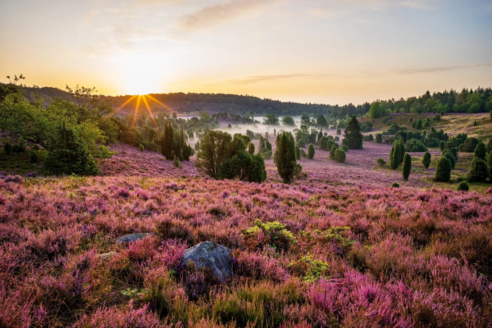 Lüneburger Heide 1