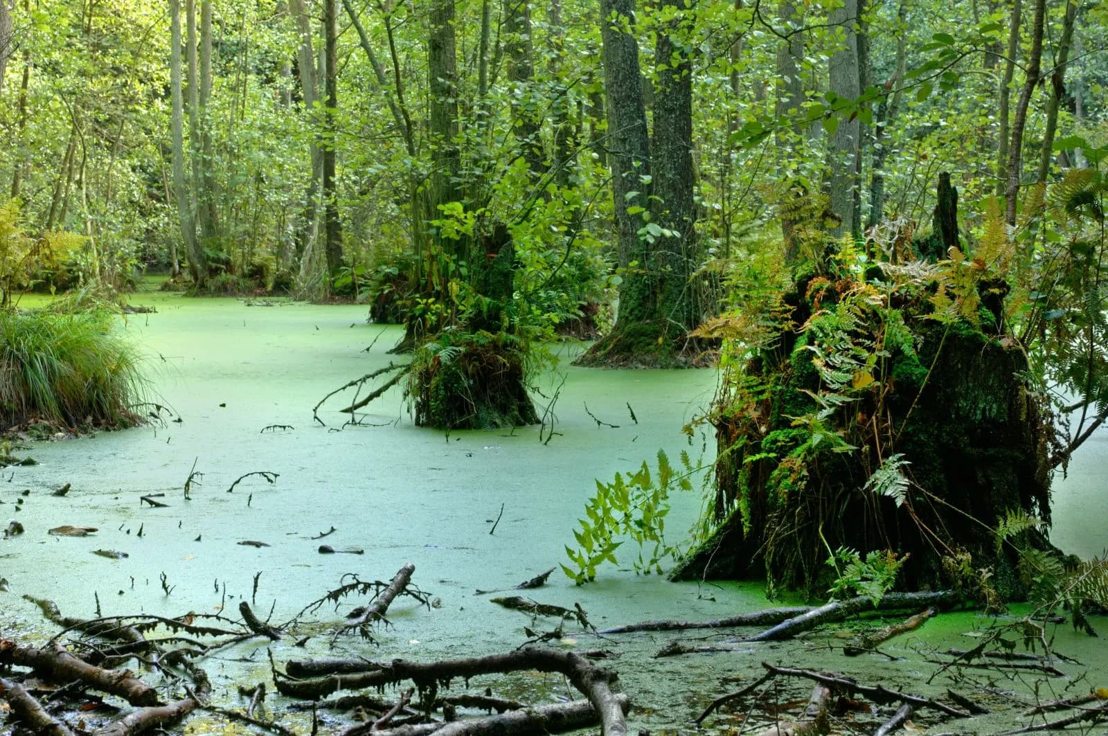 Nationalpark Jasmund 3