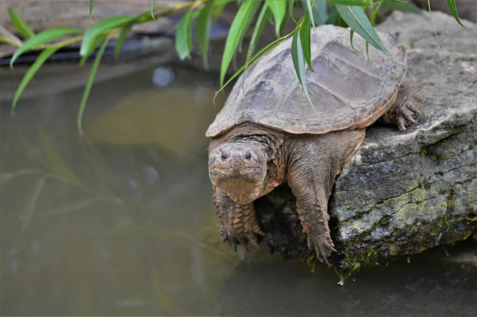 Tierpark Nymphaea 2