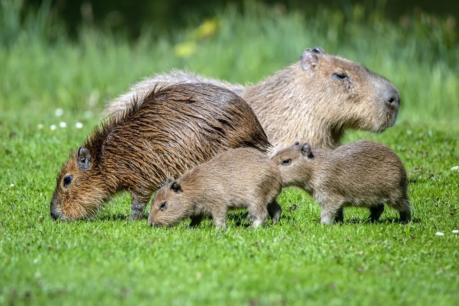 Tierpark Hagenbeck 3