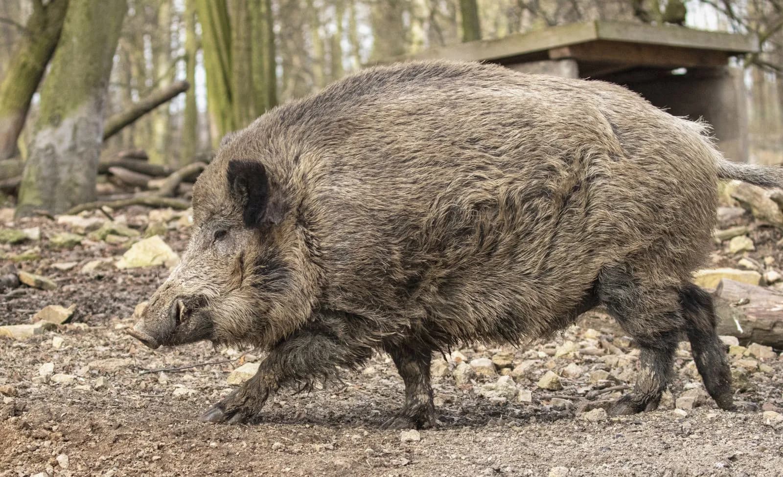Wildgehege Moritzburg 3