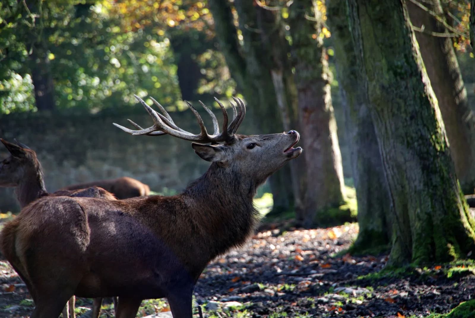 Wildgehege Moritzburg 2