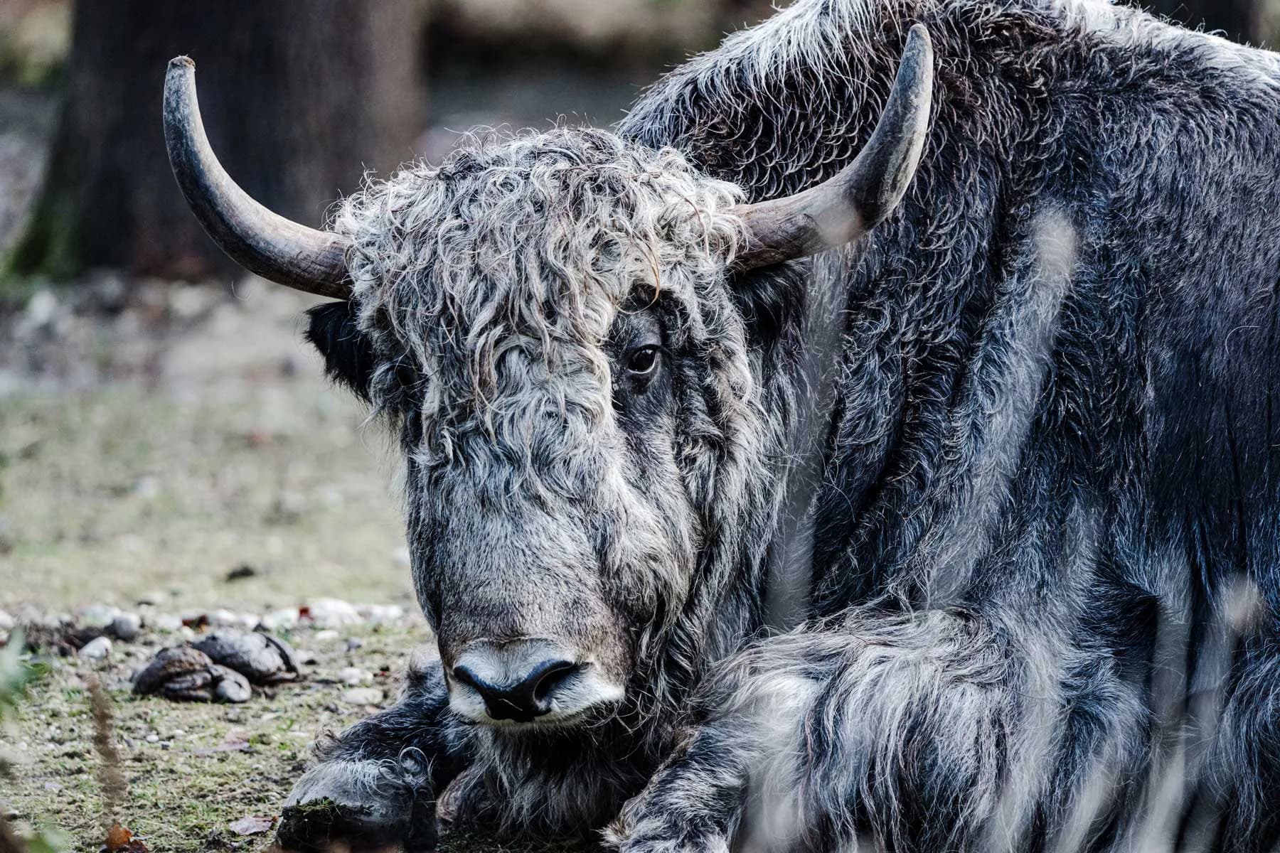Tierpark Hellabrunn 2