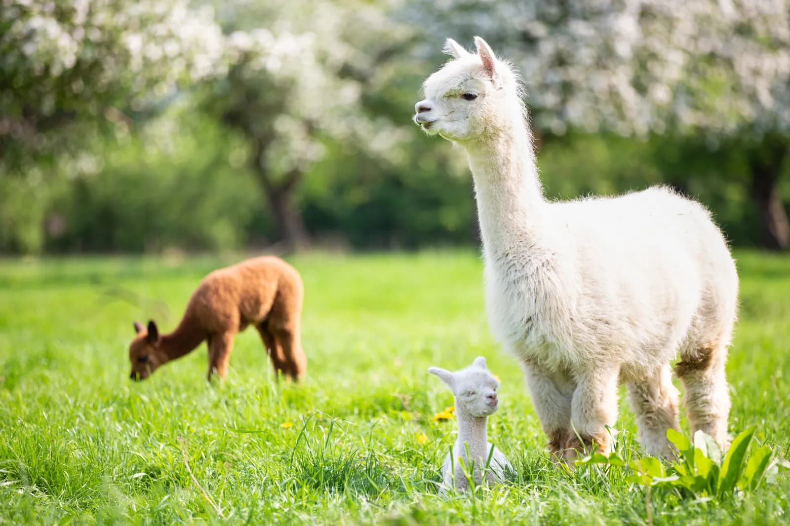 Alpaca Island 1