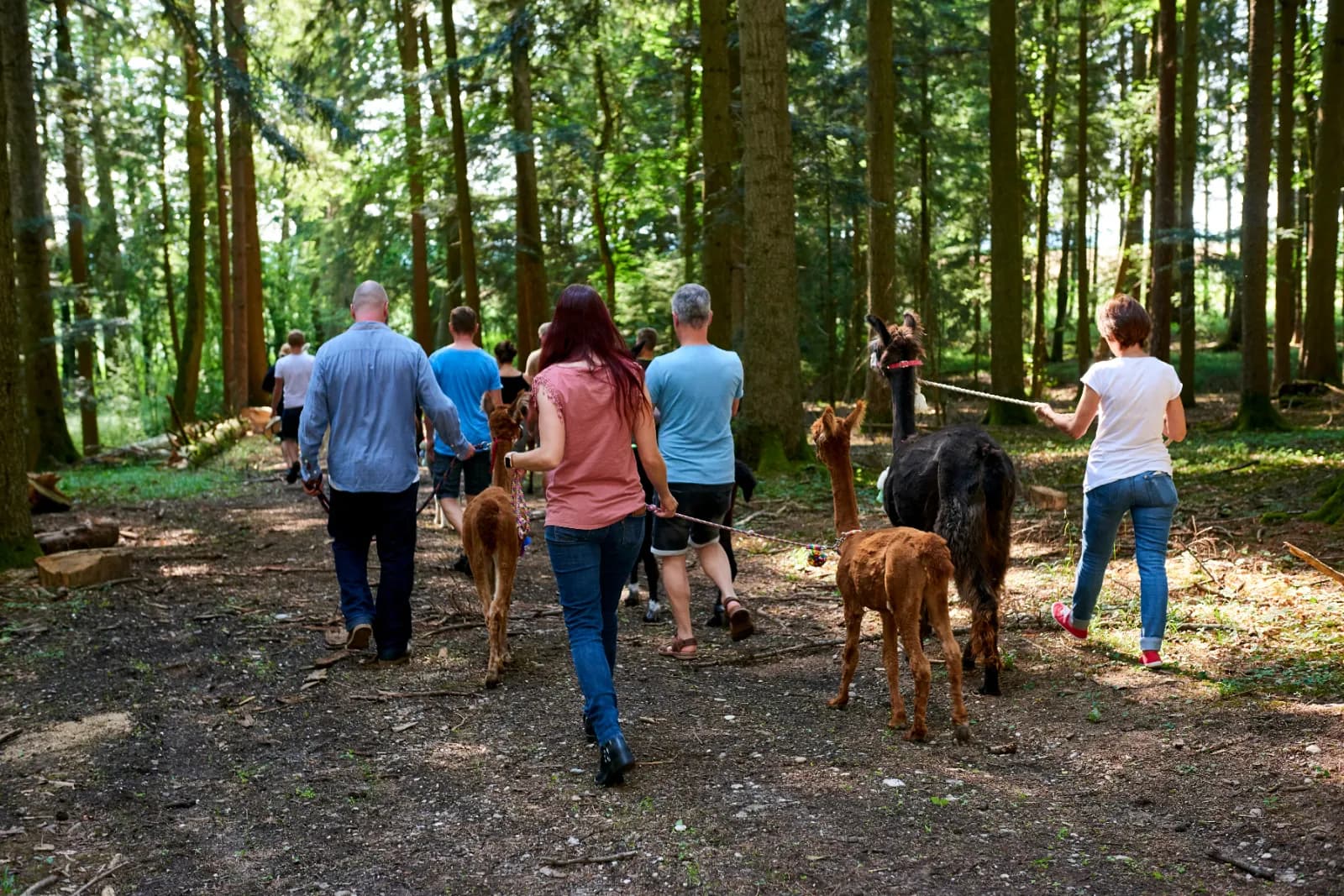Alpakas am Nonnenwald 1