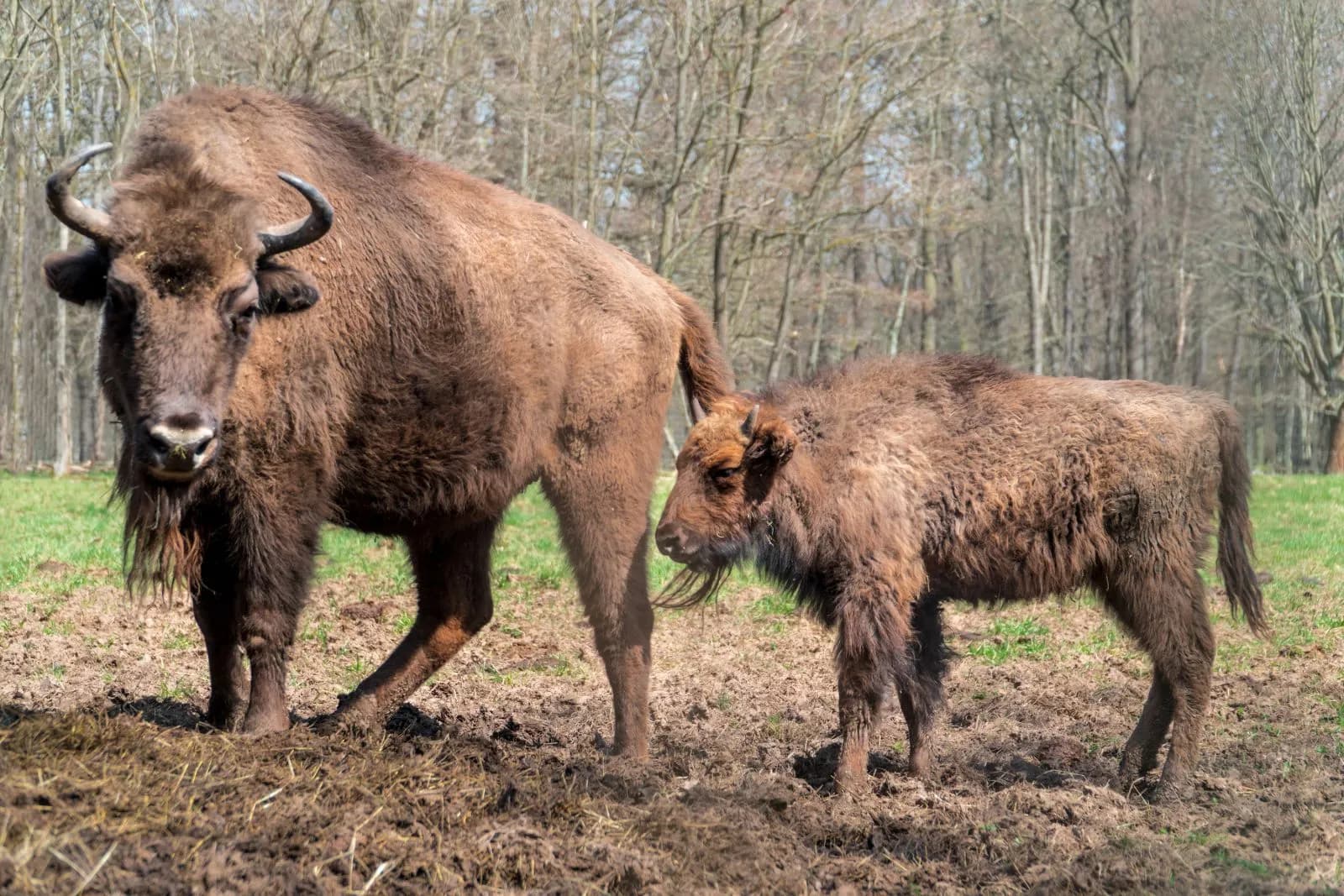 Wildpark Leipzig 3