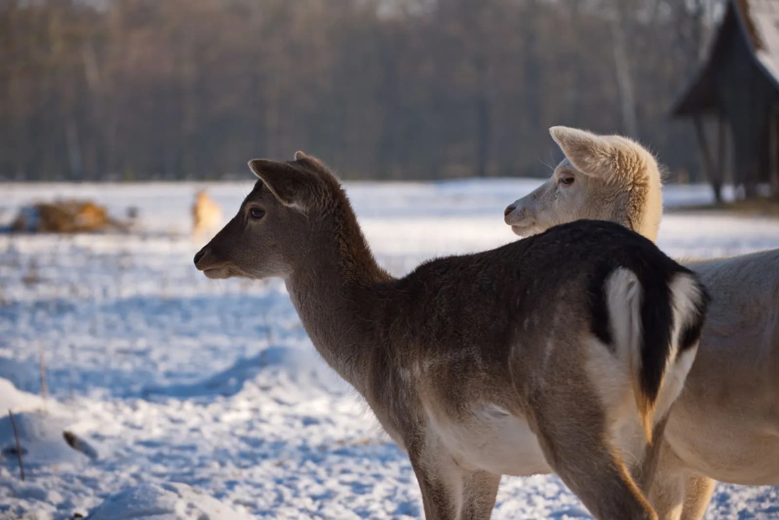 Wildpark Leipzig 2