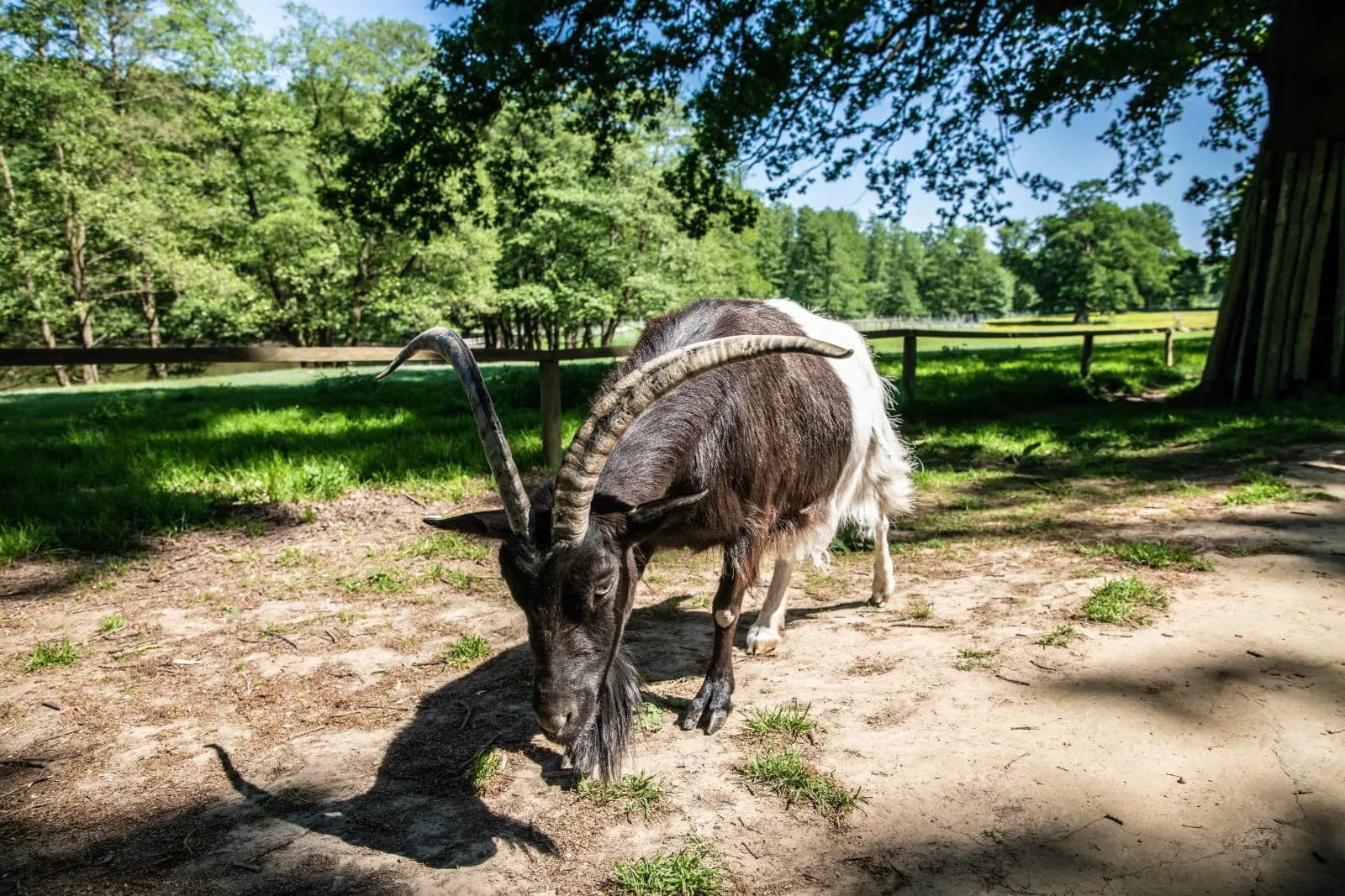 Tierpark Sababurg  1