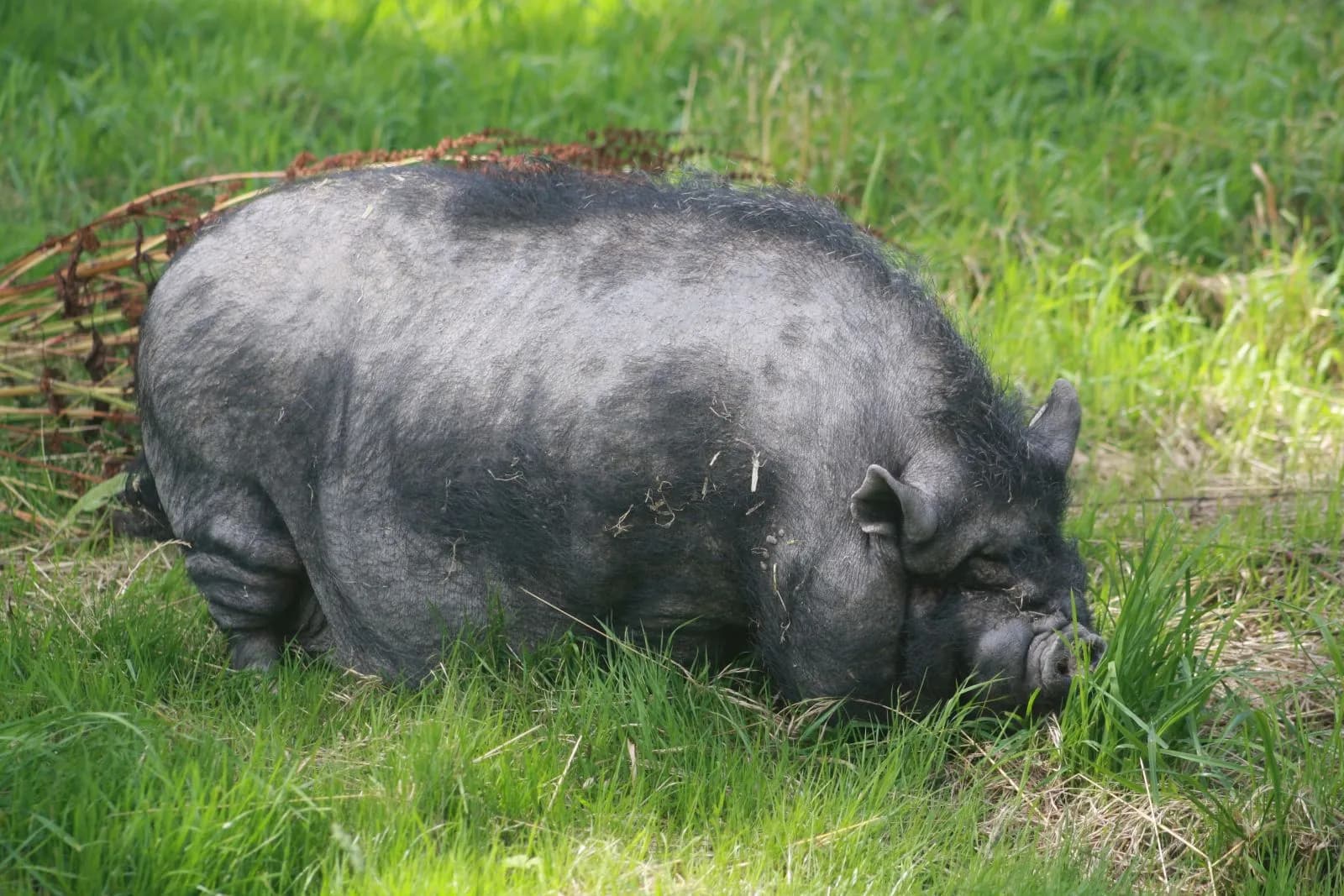 Tierpark Sababurg  4