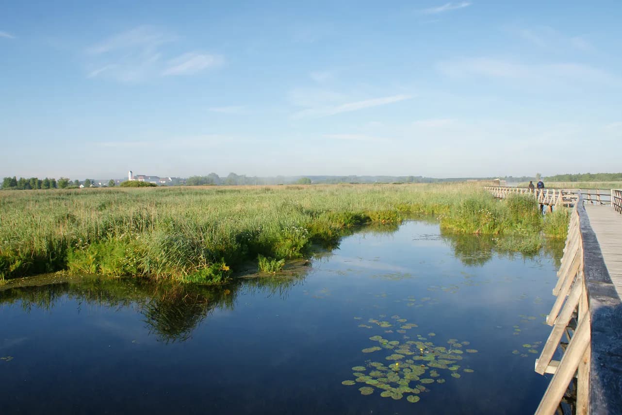 Europareservat Federsee 2