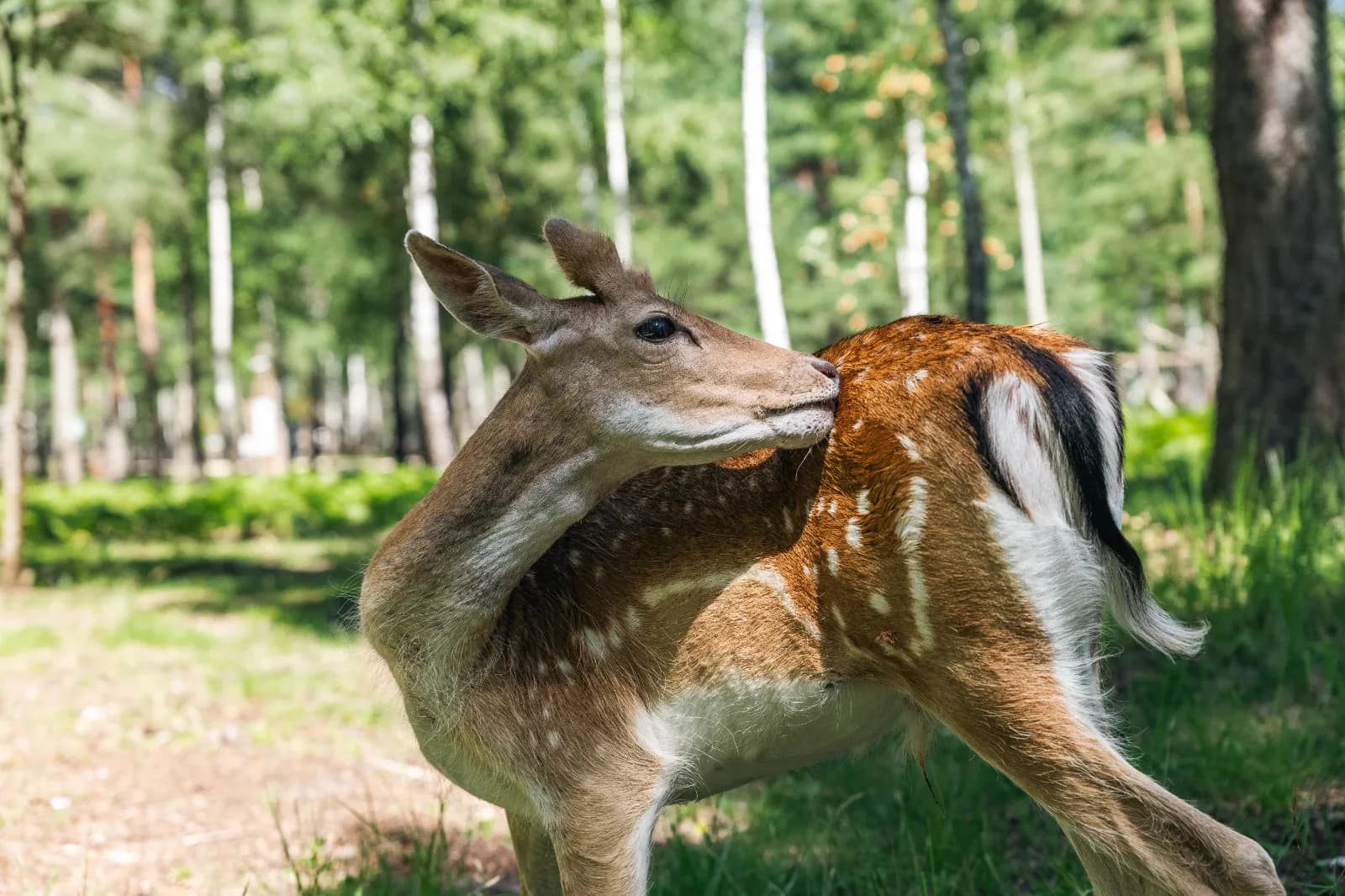 Wildpark Eekholt