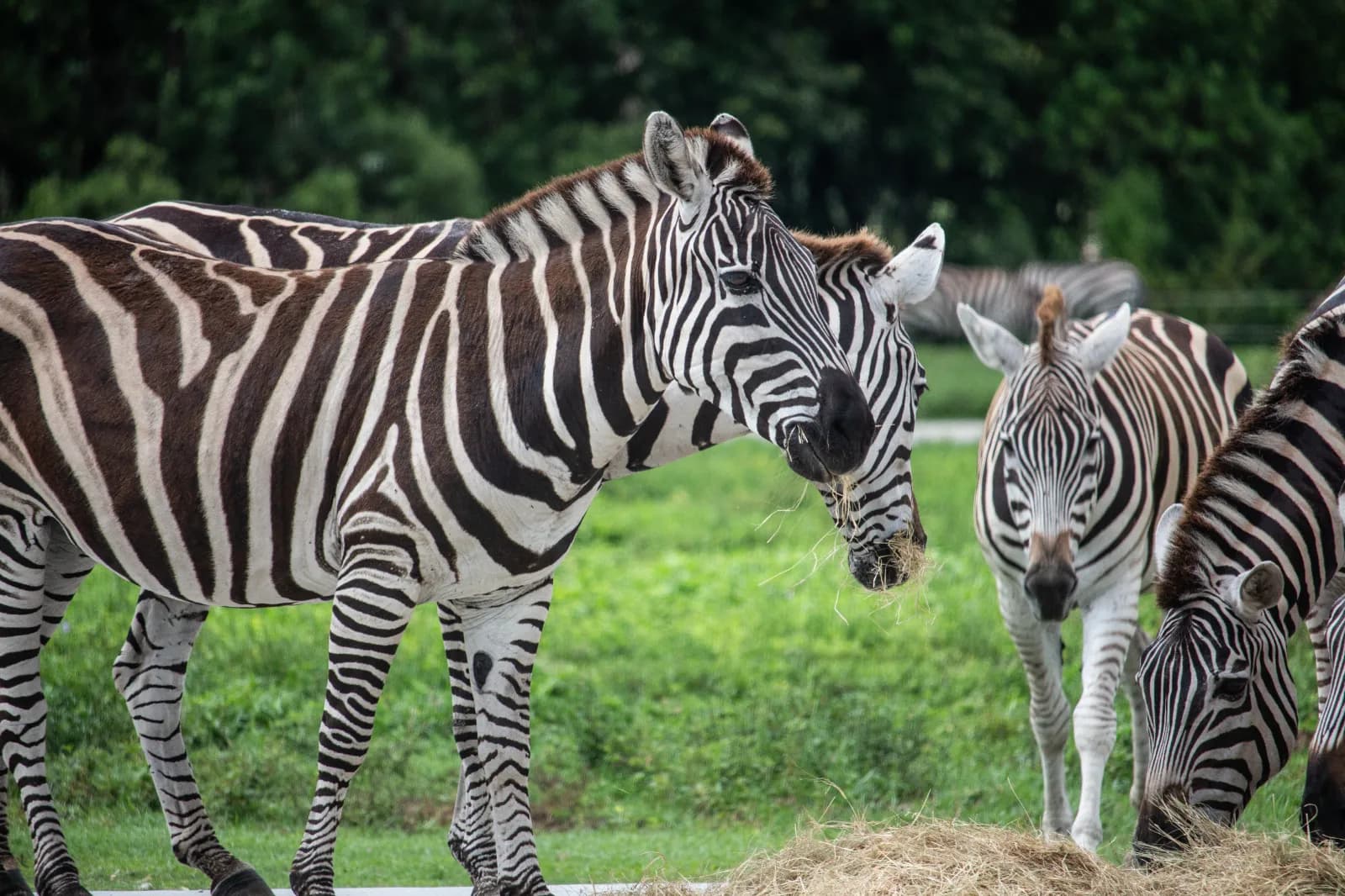Aachener Tierpark Euregiozoo 1