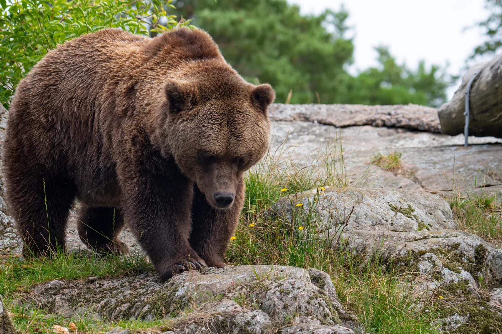 Alternativer Wolf- und Bärenpark Schwarzwald 1