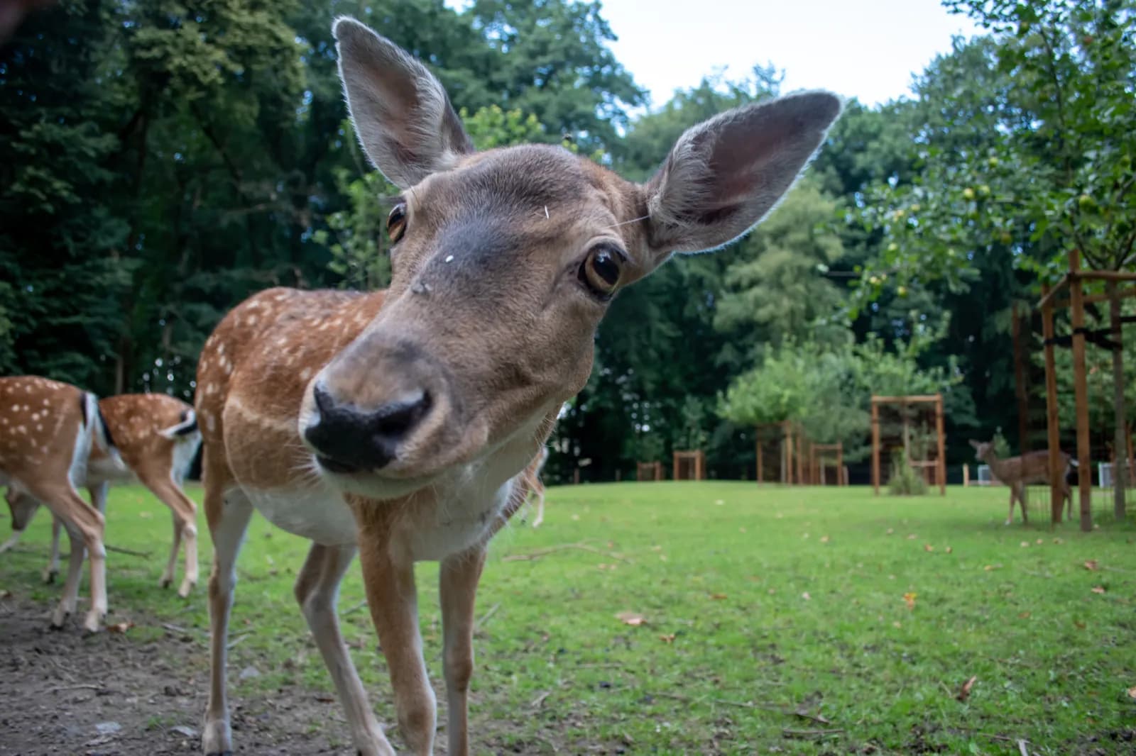 BergTierPark Blindham 1