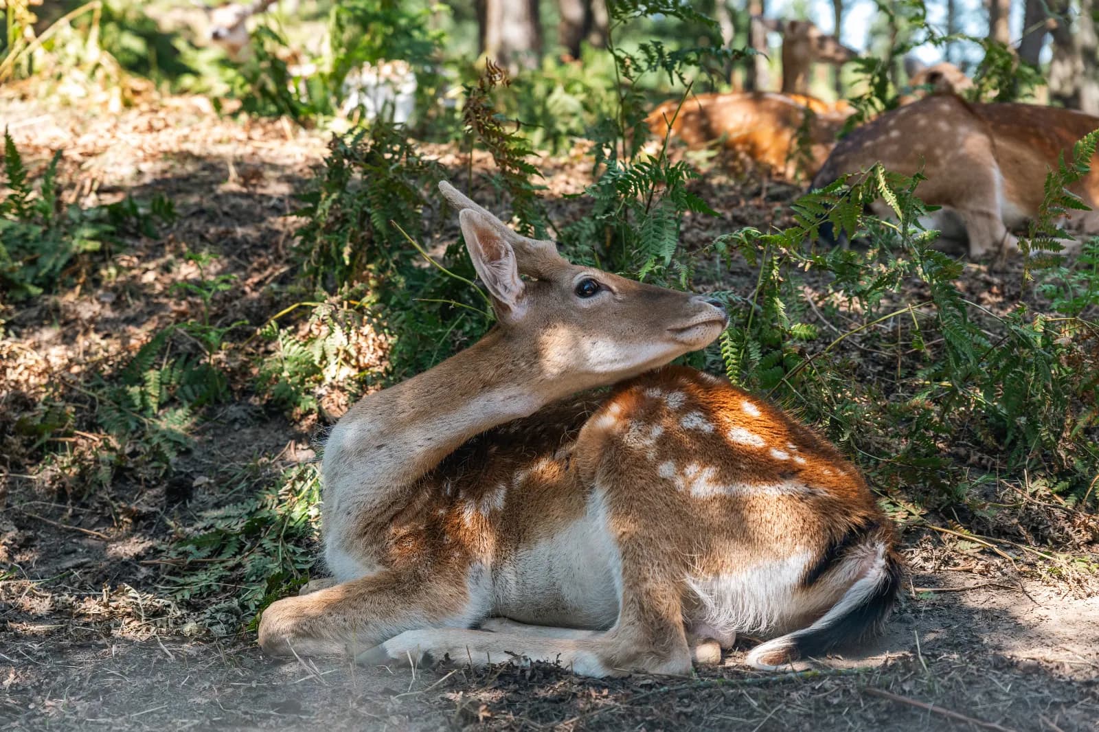 Tiergarten Mönchengladbach 1