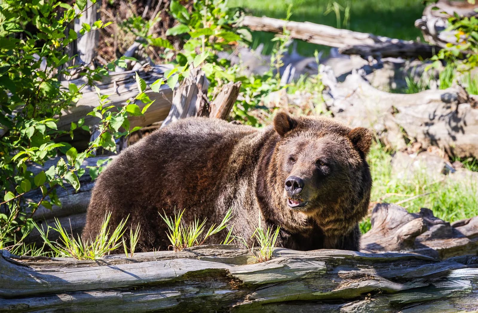 Tierpark Hirschfeld 1