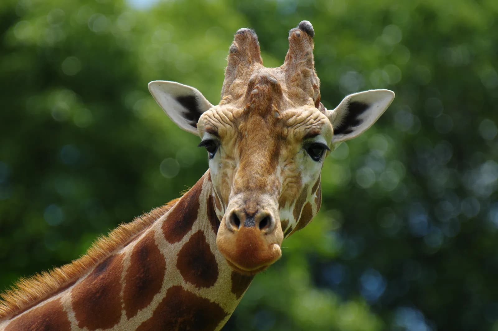 Zoologischer Garten Schwerin