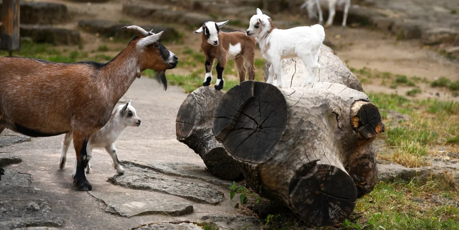 Tierpark Fauna 1