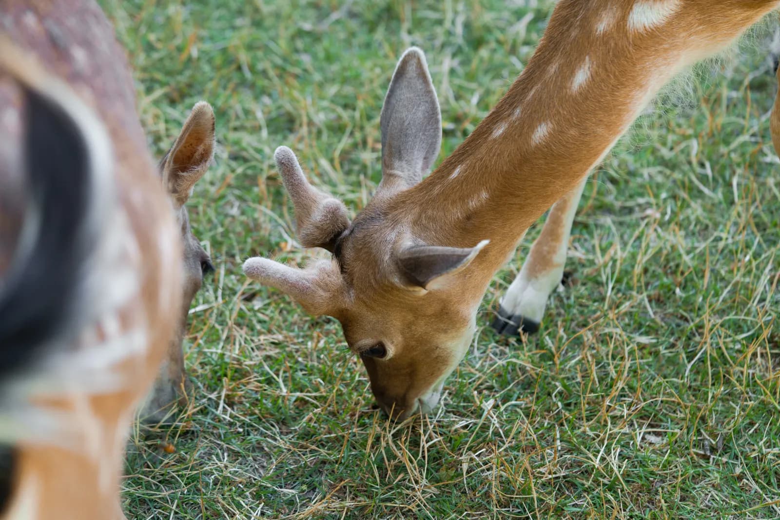 Tierpark Röhrensee 1