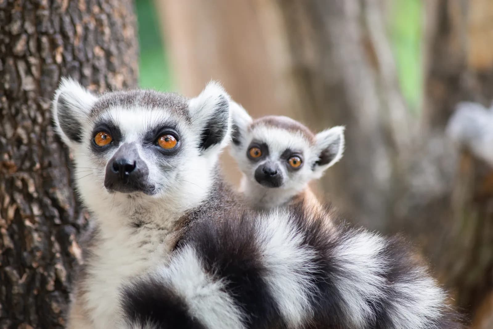 Wingster Waldzoo 1