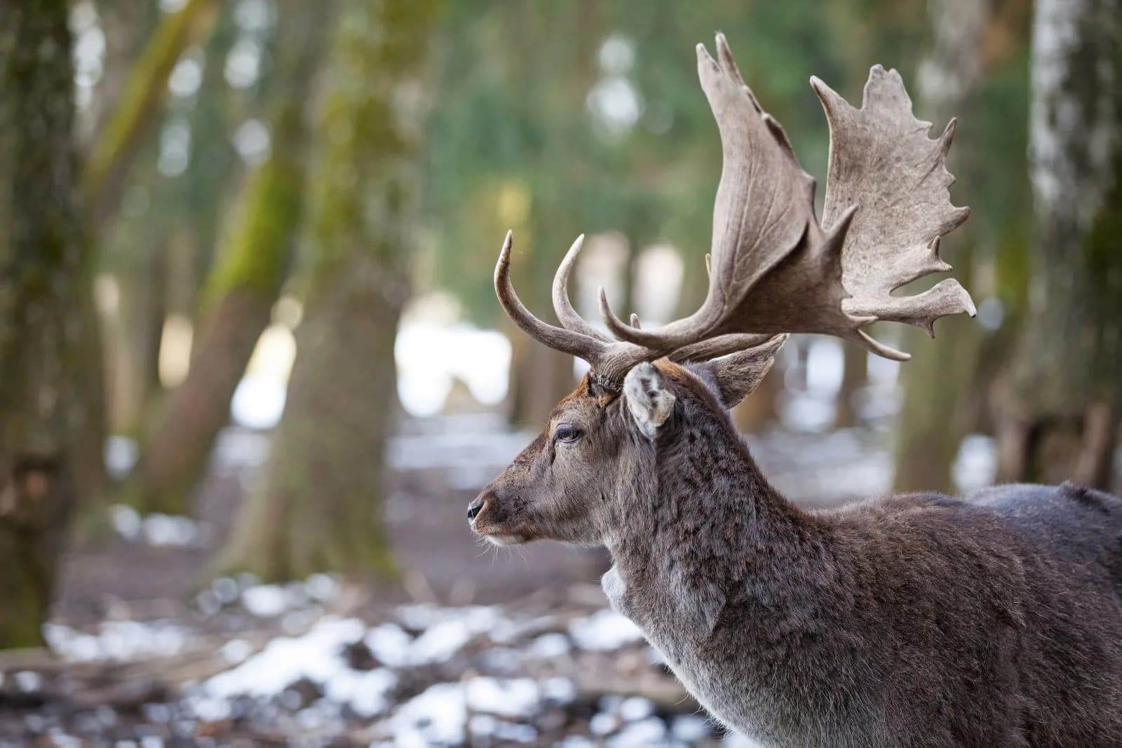 Wildpark Poing 2