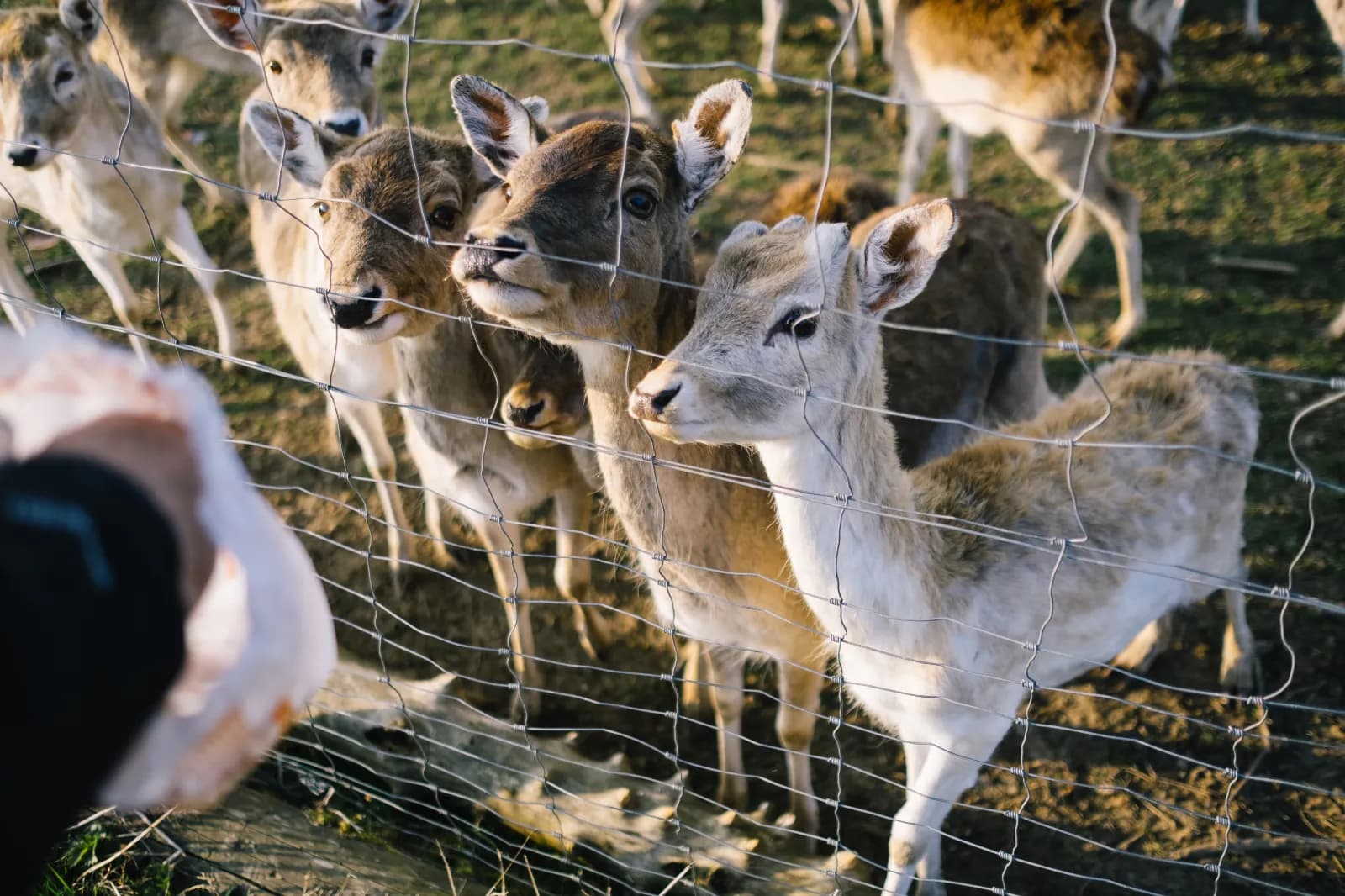 Wildpark Schloss Ortenburg