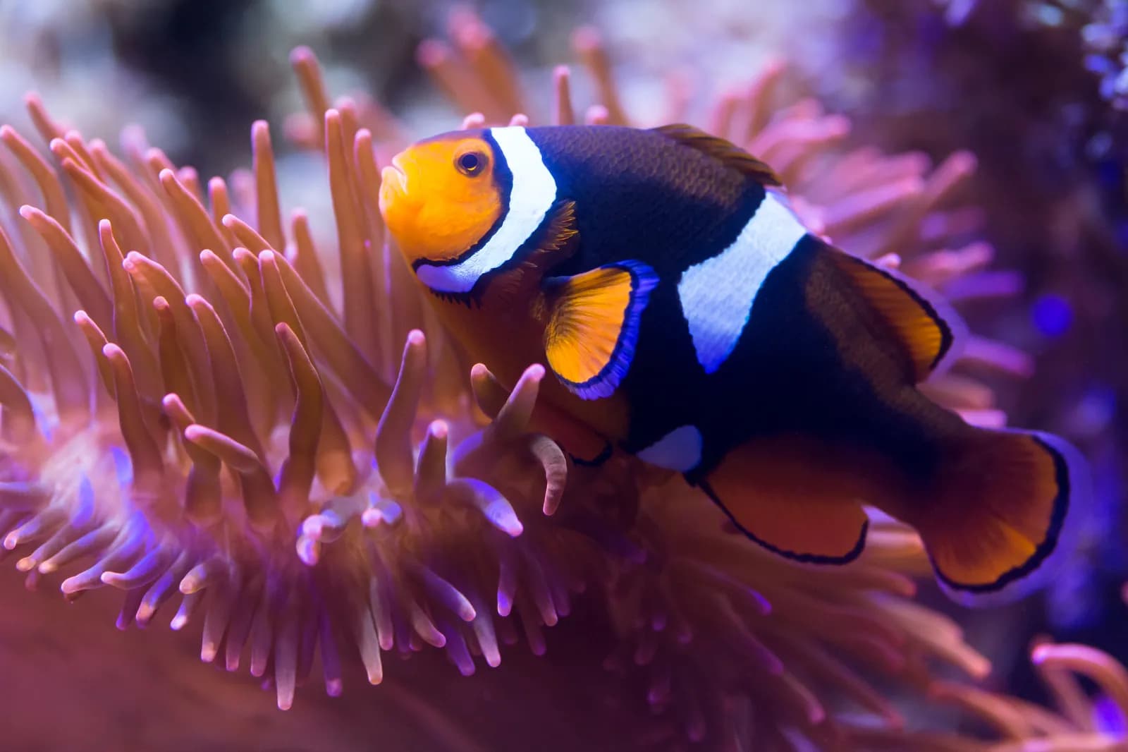 SEA LIFE Timmendorfer Strand 4