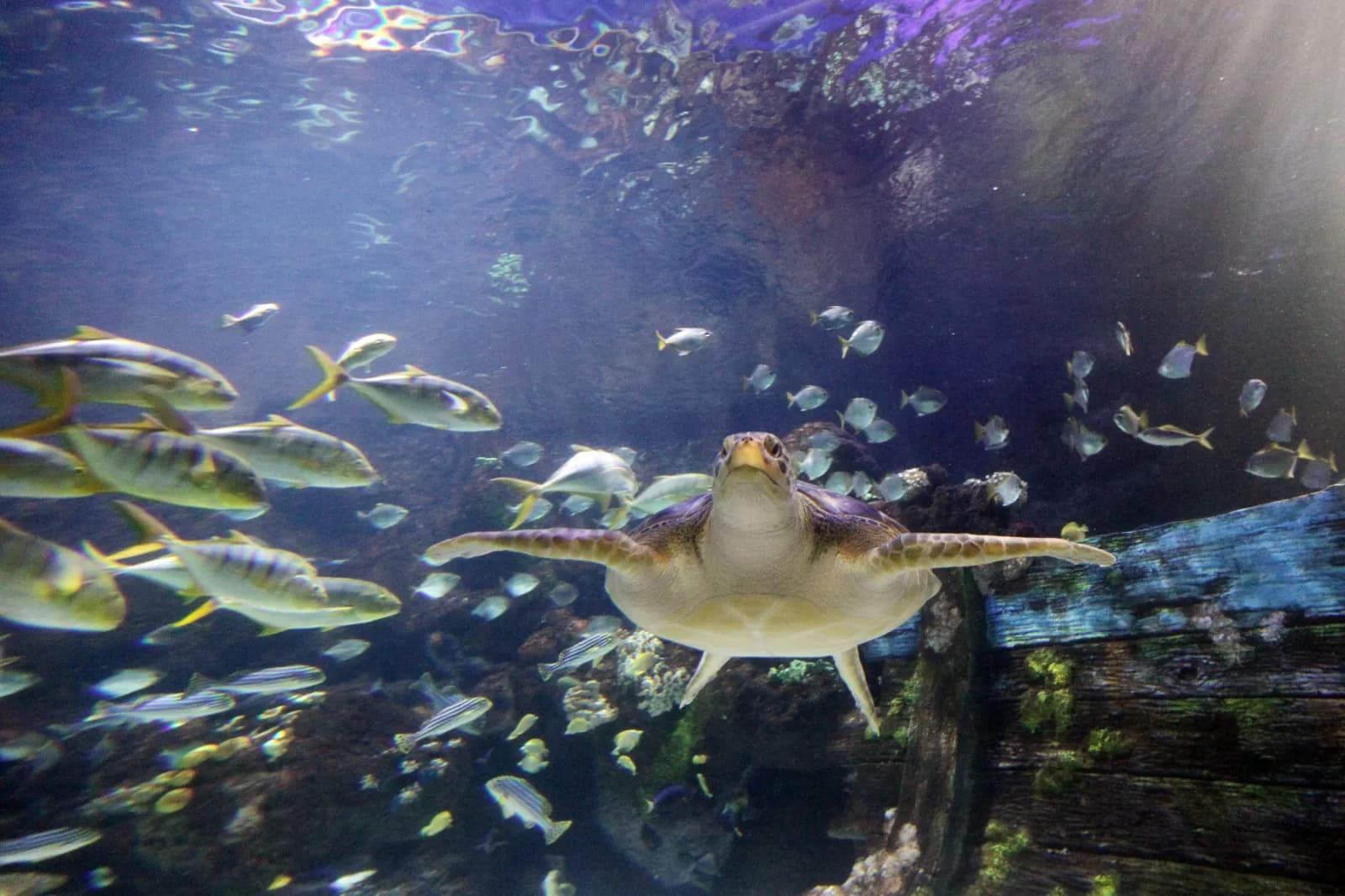SEA LIFE Timmendorfer Strand 2