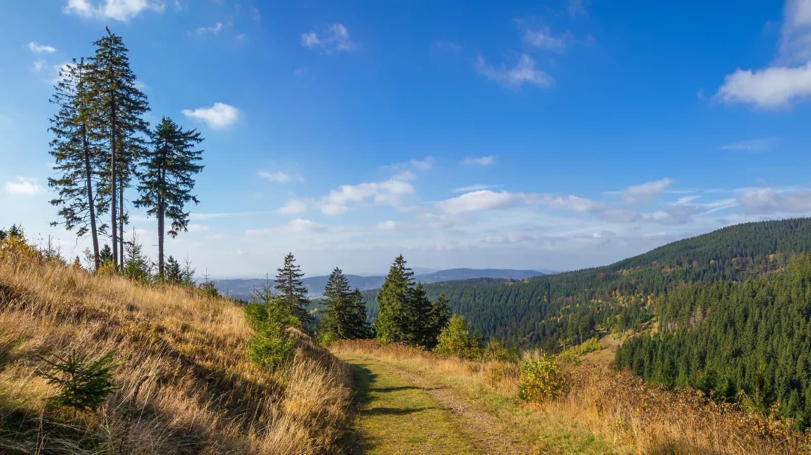 Thüringer Wald 1