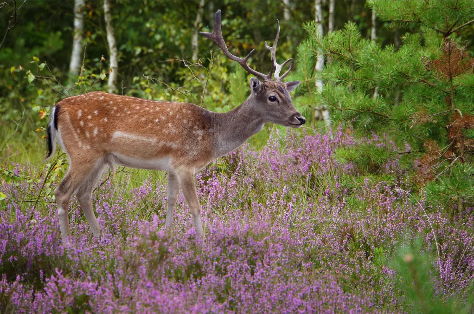 Wildpark Lüneburger Heide