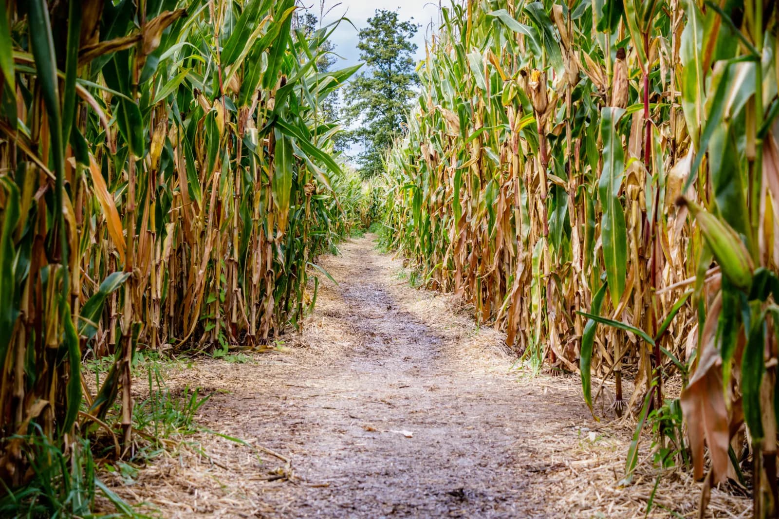 Maislabyrinth Nitzenweiler 1