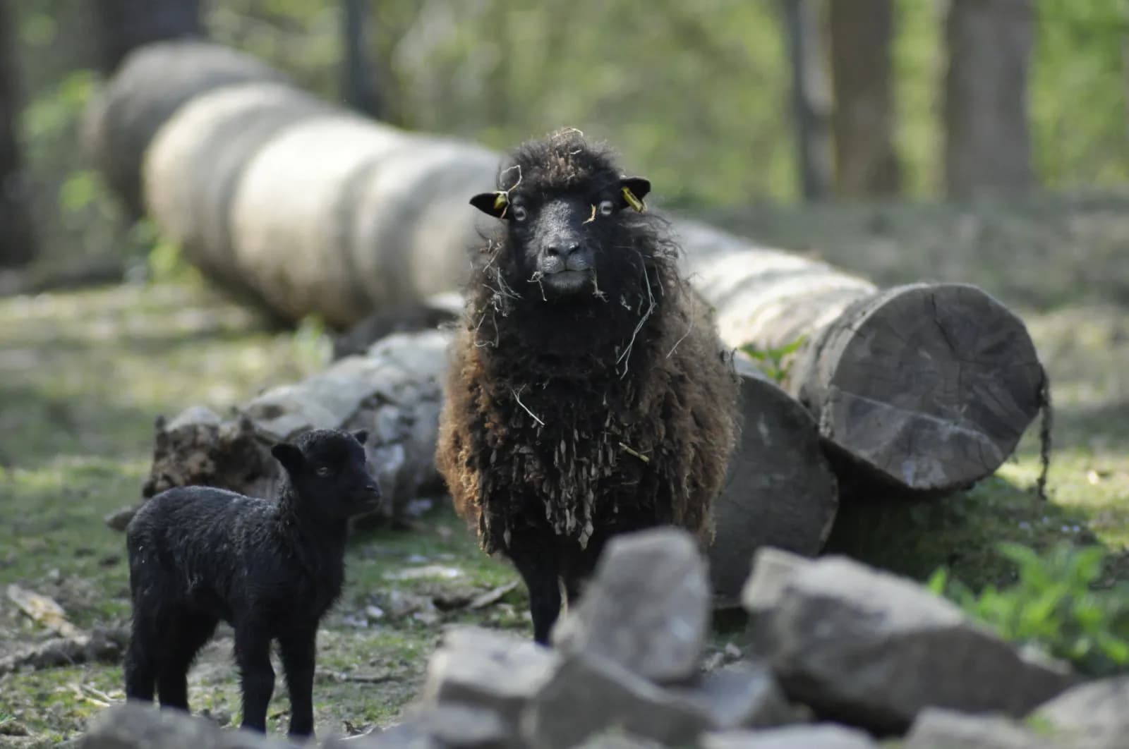 Wildpark Schwarzach 1