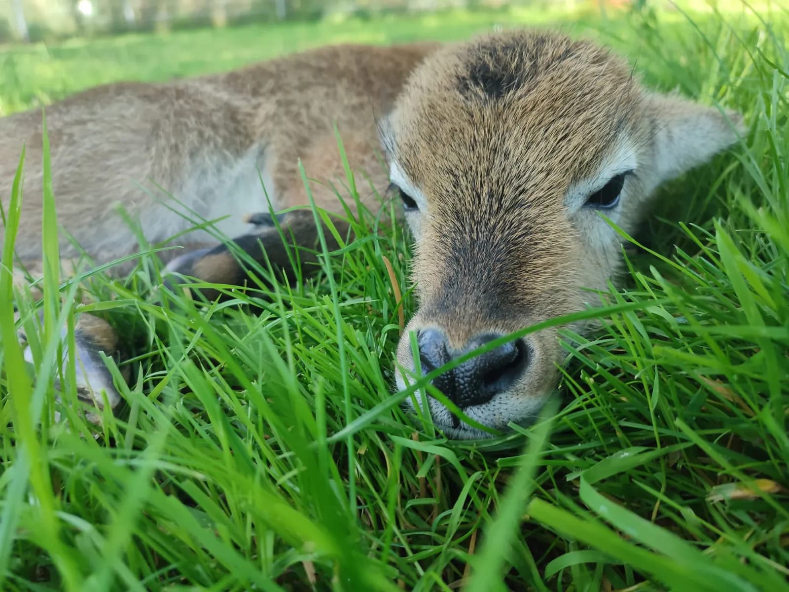 Wildpark Schwarzach 4