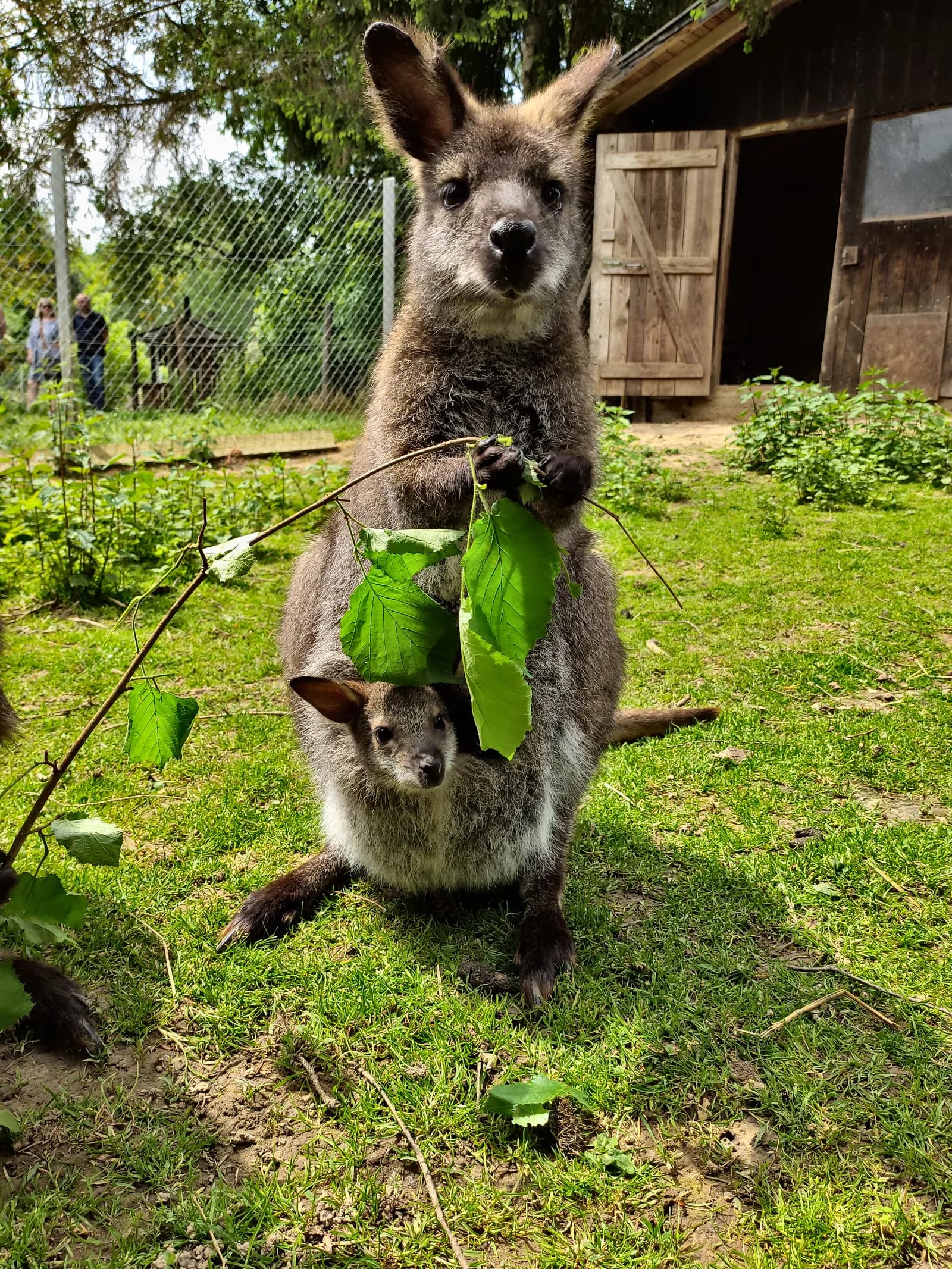 Wildpark Schwarzach 2