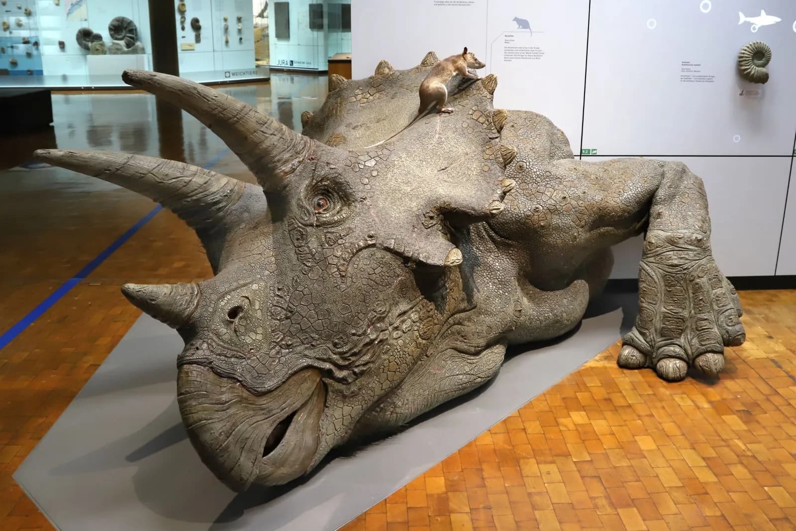 Naturkundemuseum Stuttgart – Museum am Löwentor 3