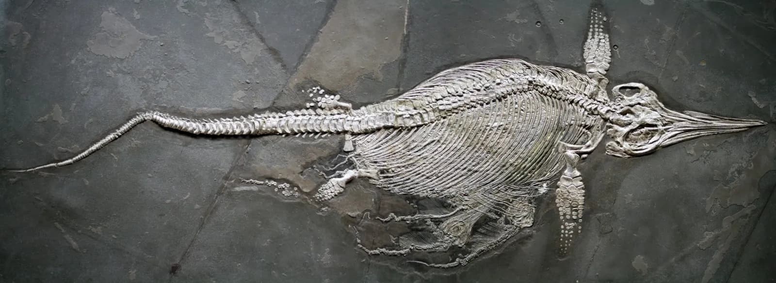 Naturkundemuseum Stuttgart – Museum am Löwentor 6
