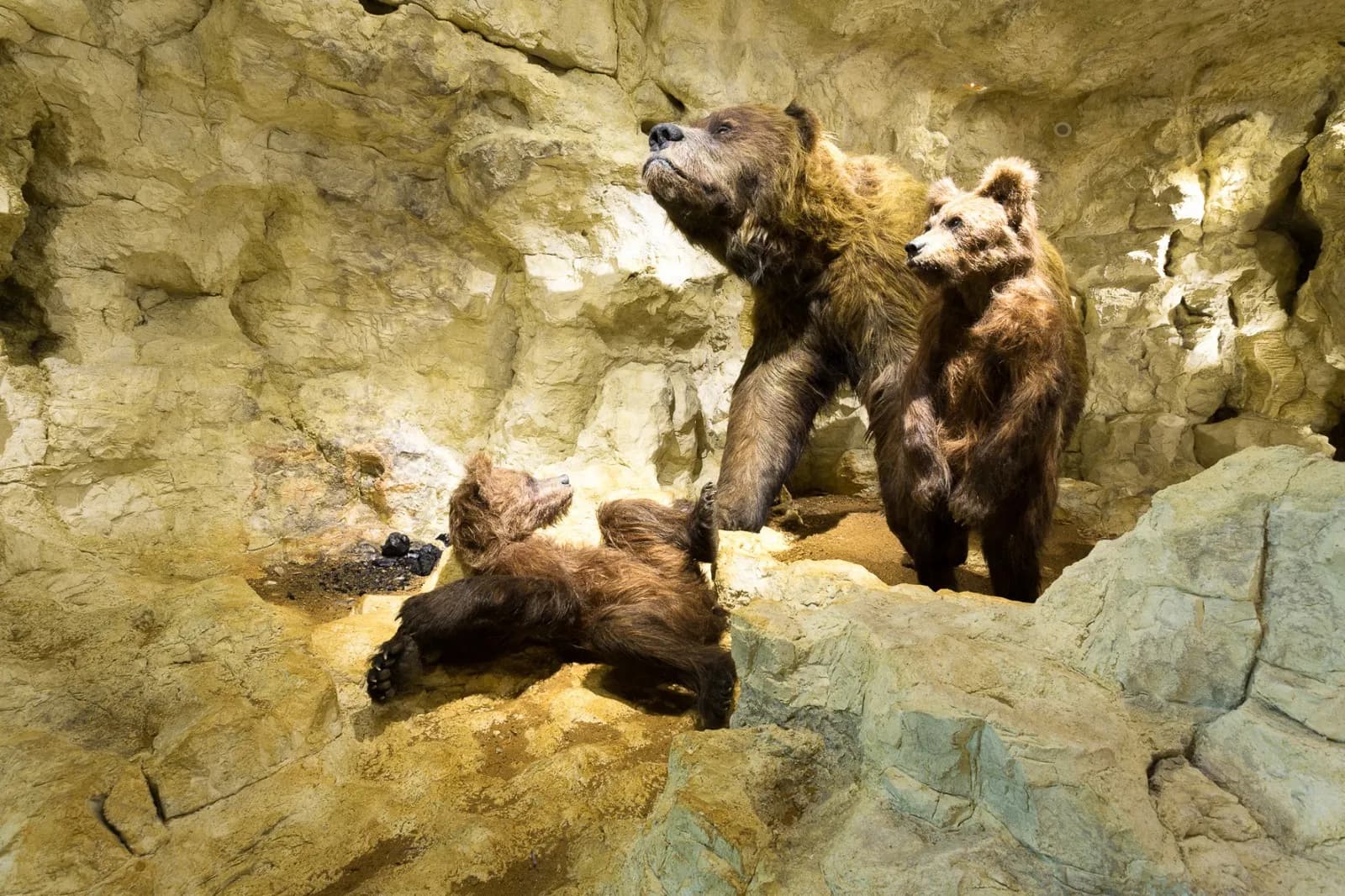 Naturkundemuseum Stuttgart – Museum am Löwentor 5