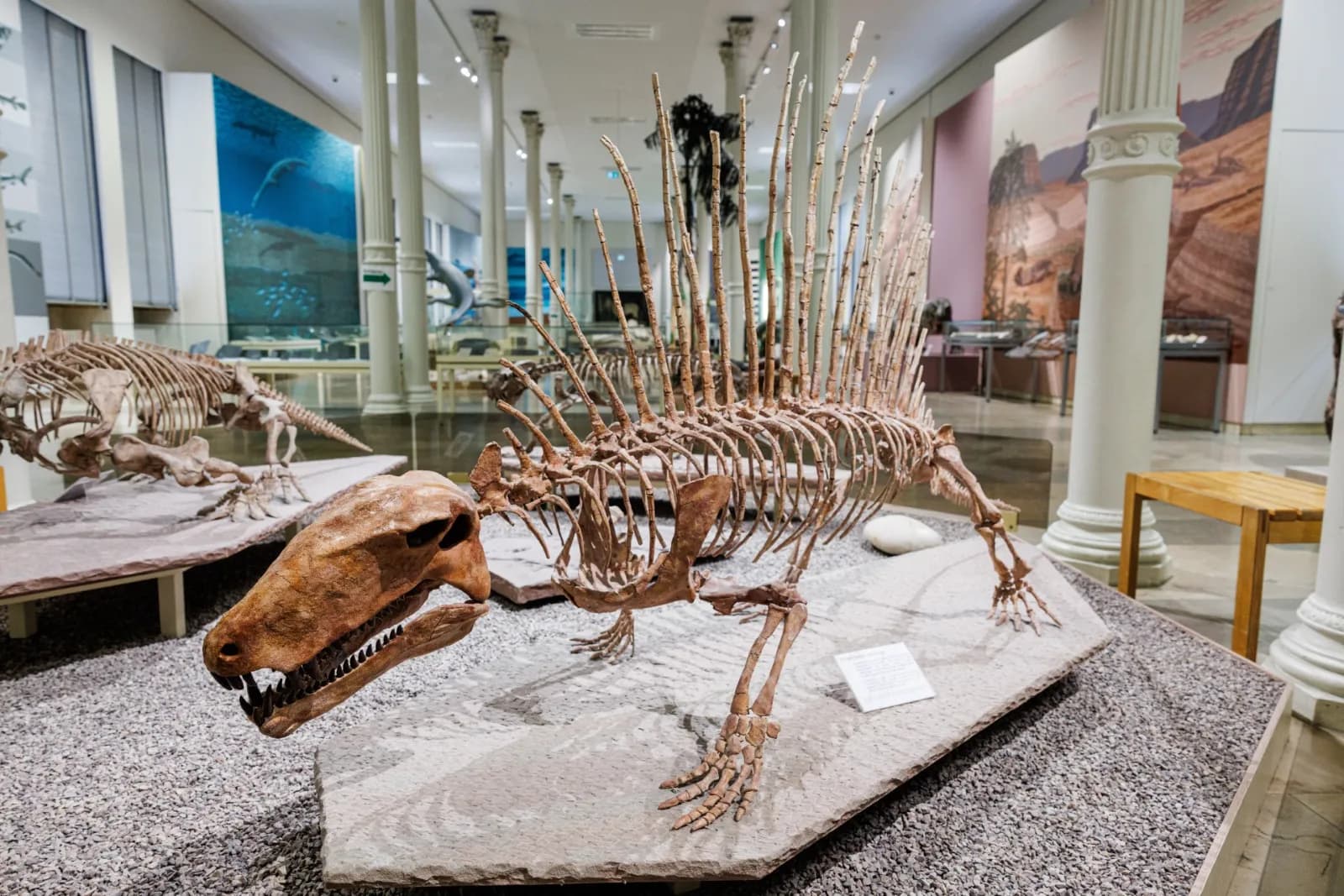 Staatliches Museum für Naturkunde Karlsruhe 1