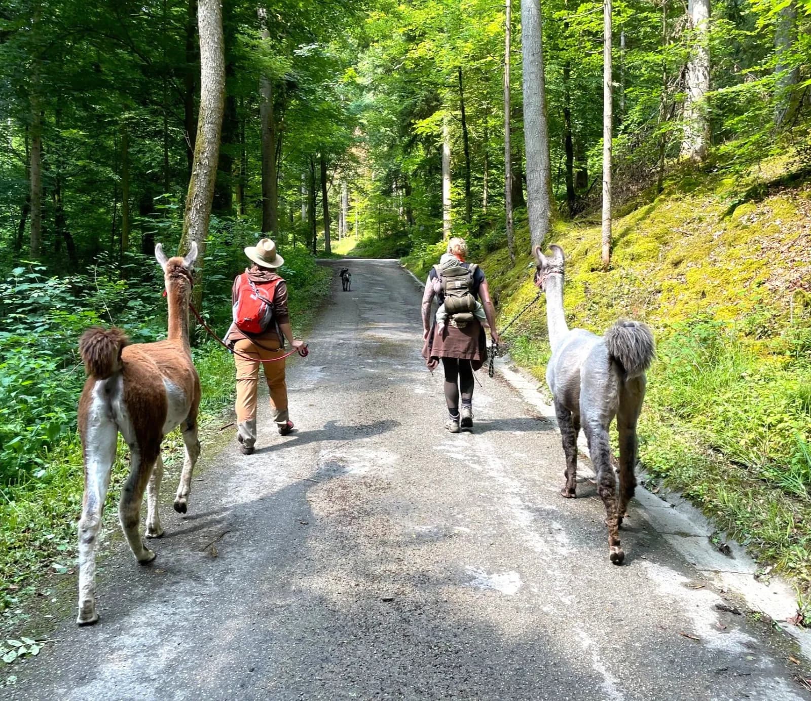Murrtaler Andenkamele 1