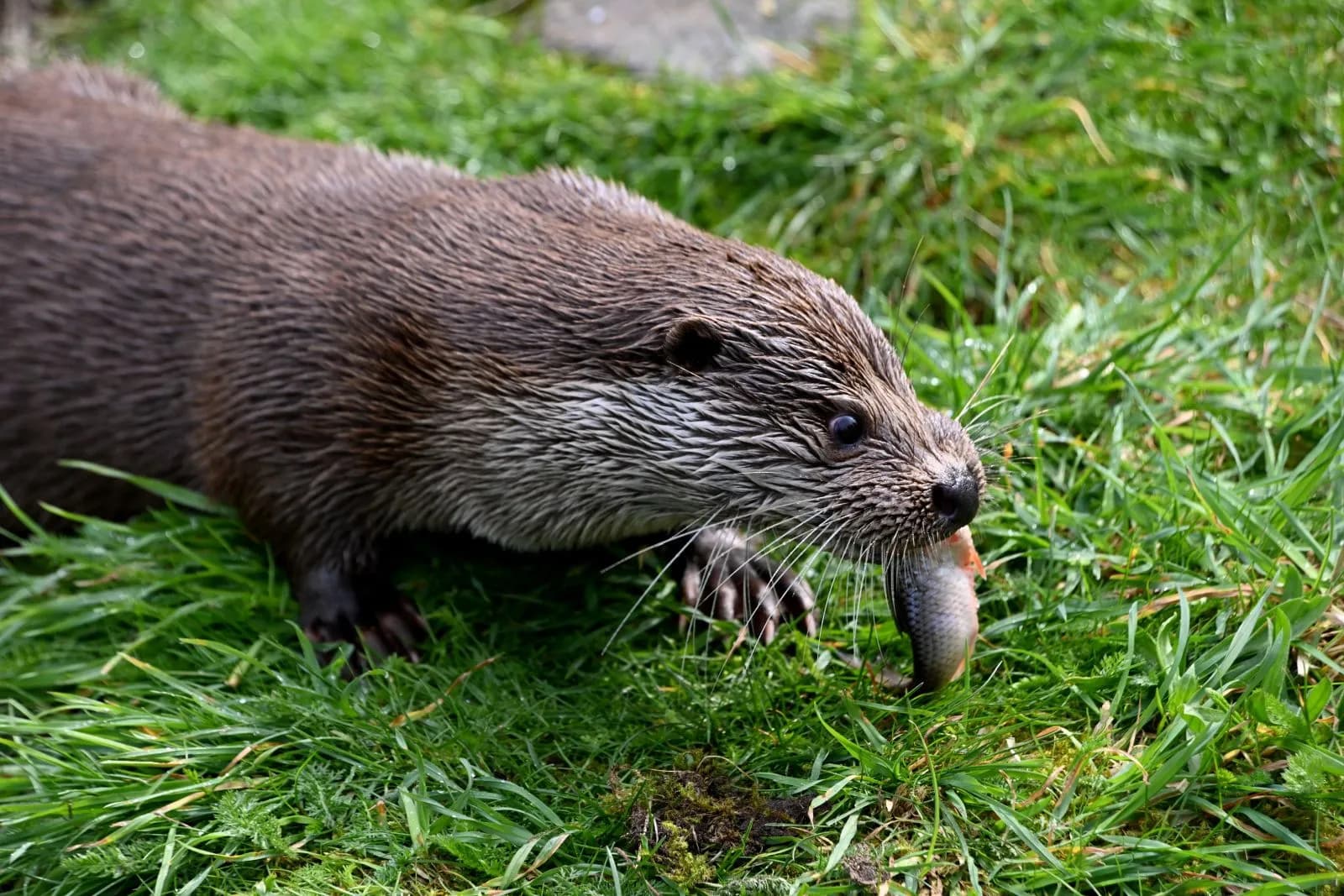 Tierpark Ueckermünde 3