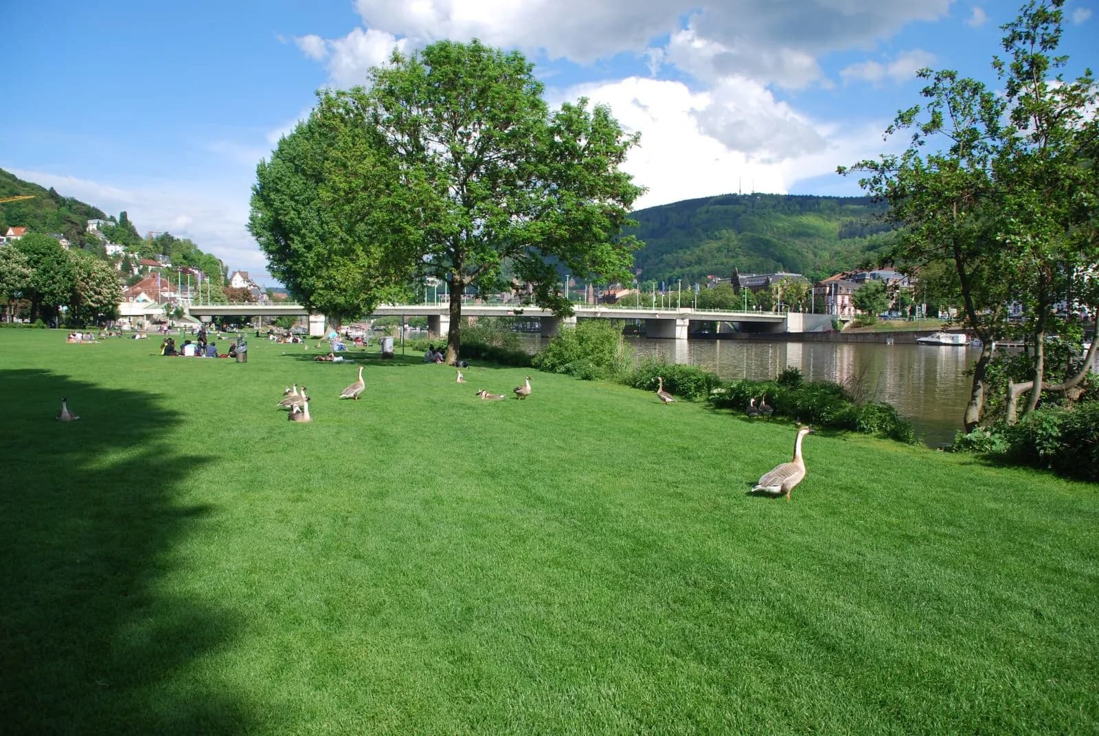 Neckarwiese Heidelberg 2