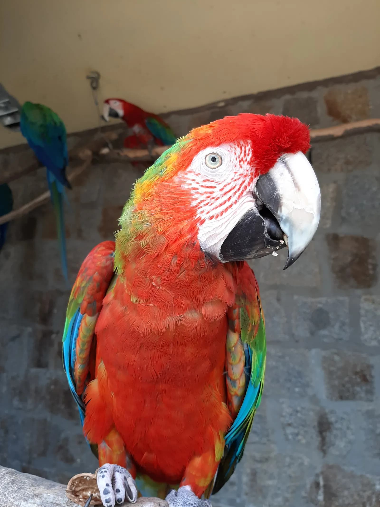 Vogelburg Weilrod 2