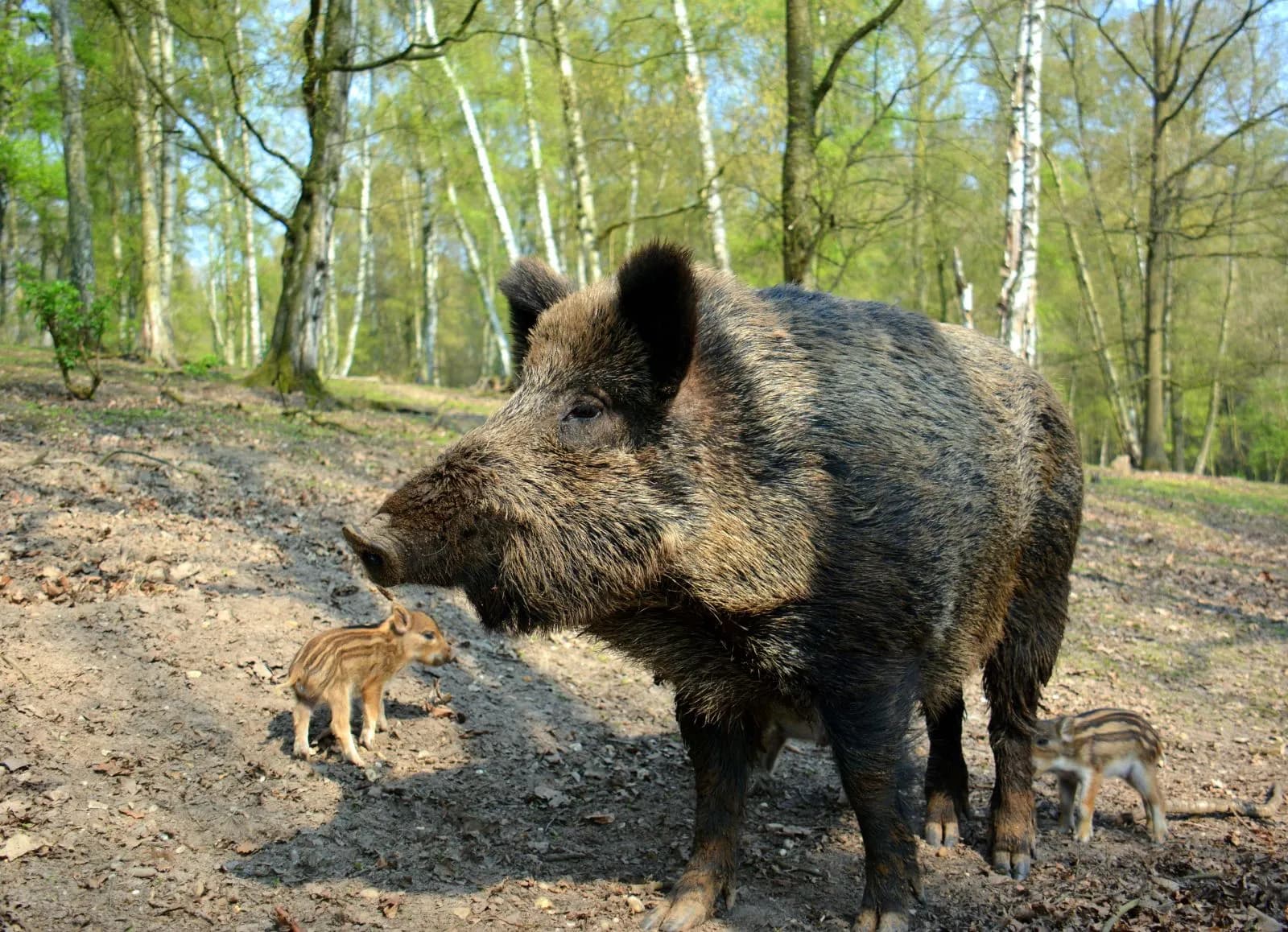 Wildpark Gangelt 1