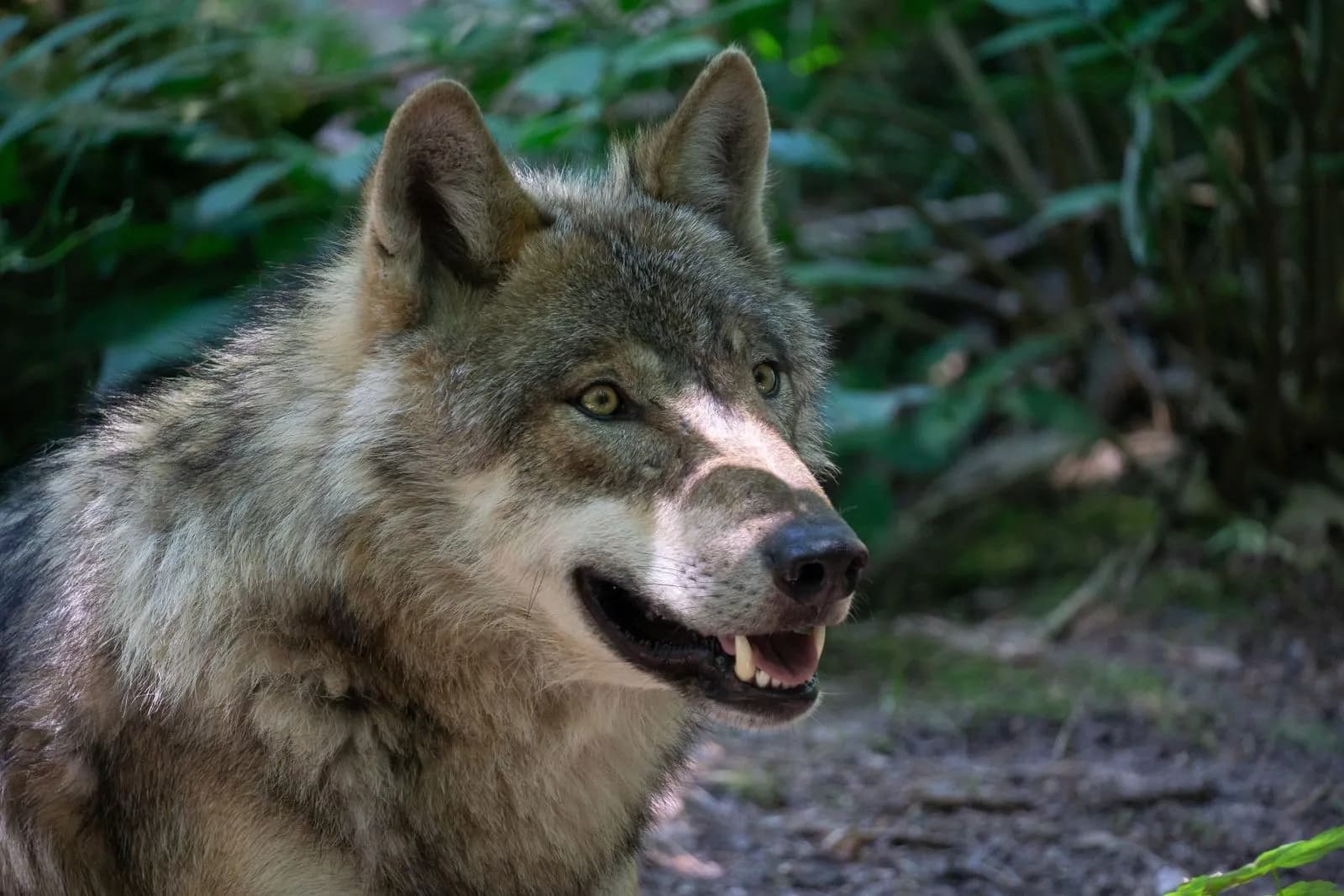 Wildpark Gangelt 3