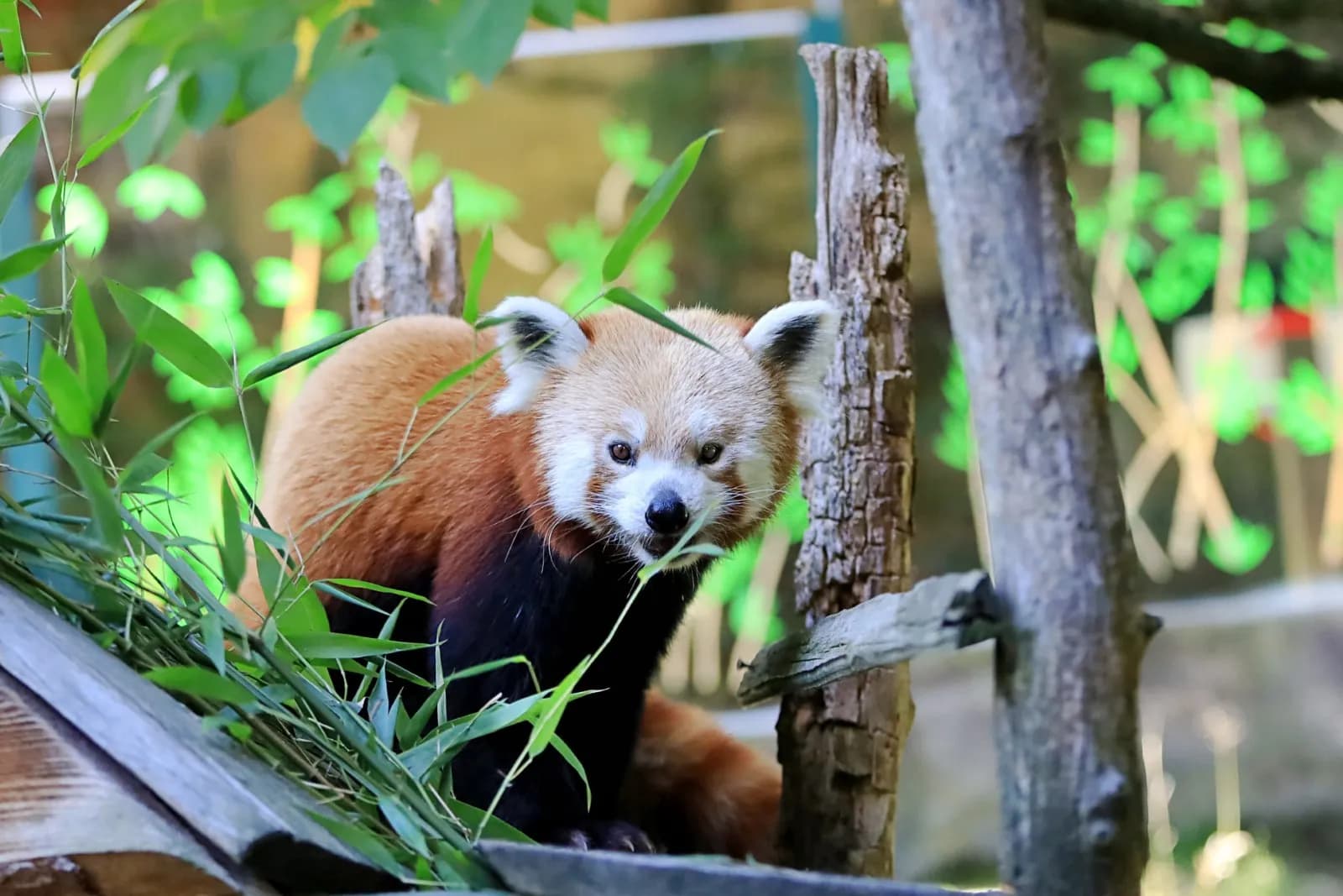 Tierpark Görlitz 5