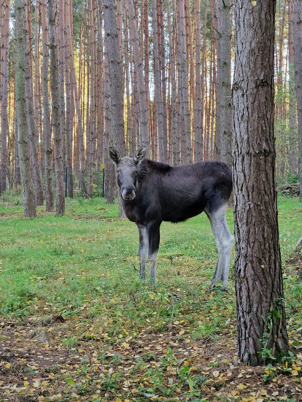 Wildpark Schorfheide 3