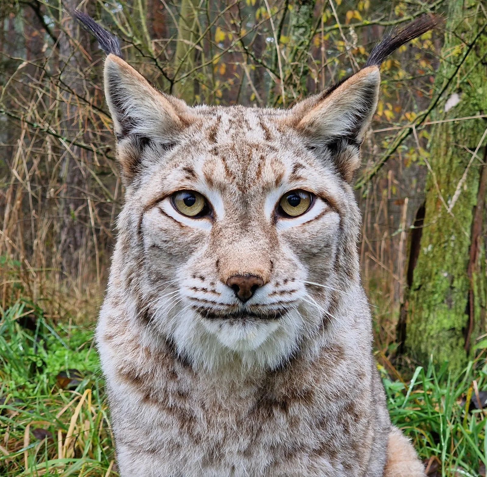 Wildpark Schorfheide 1