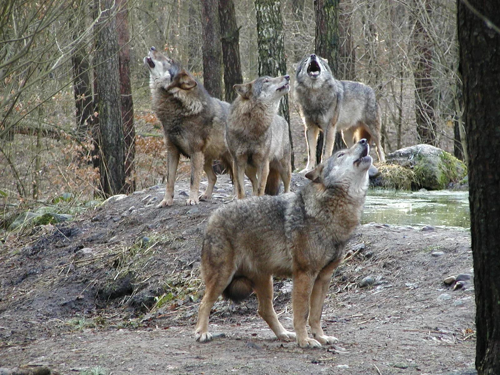 Wildpark-MV 2