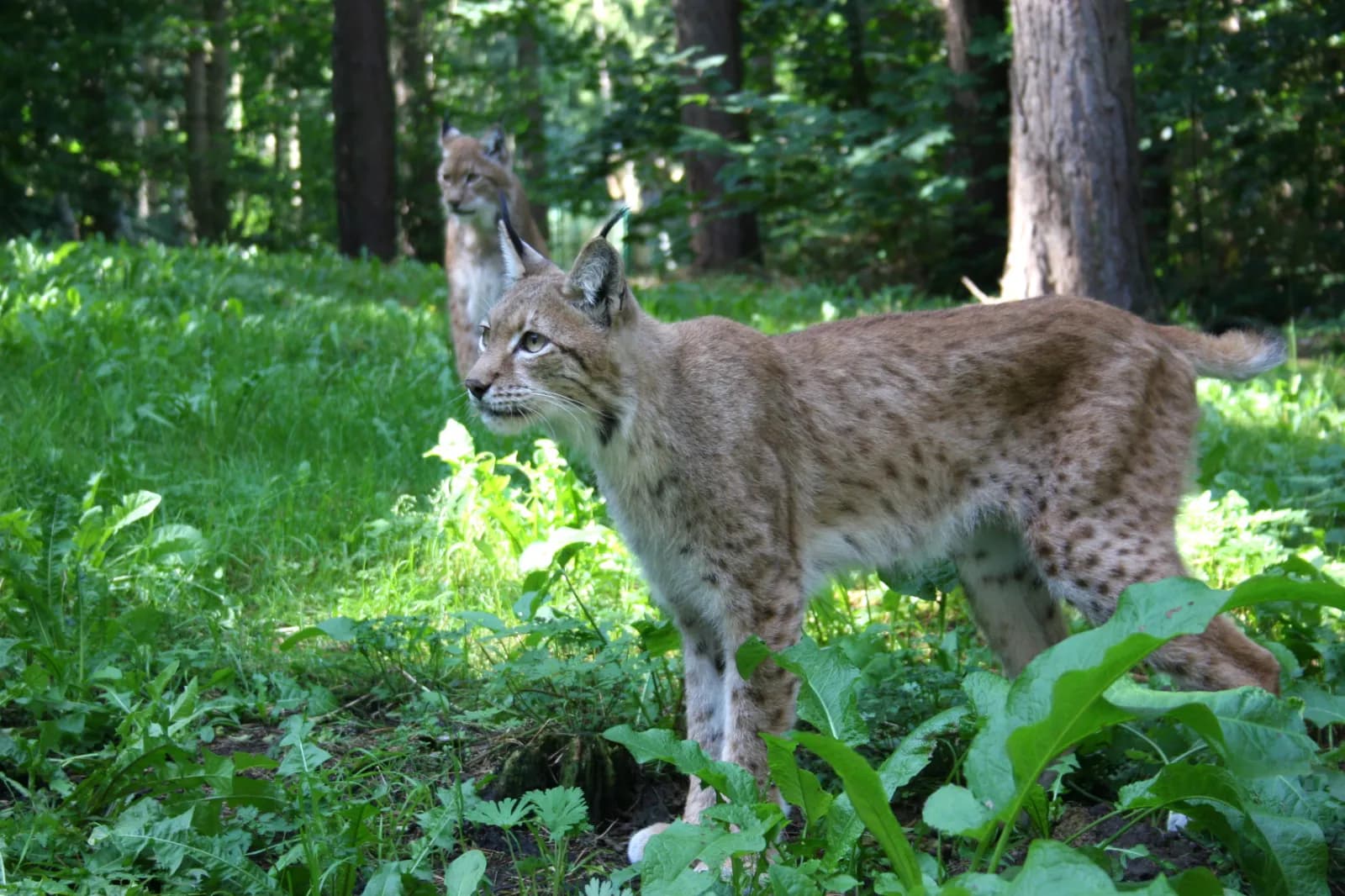 Wildpark-MV 1
